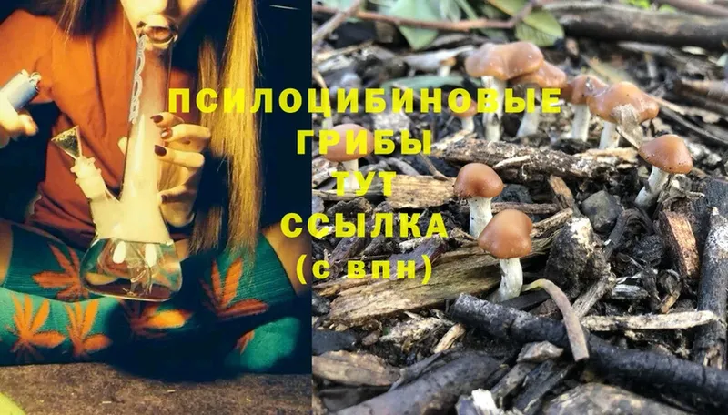 Псилоцибиновые грибы Psilocybine cubensis  кракен как зайти  мориарти клад  Котлас 